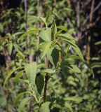 Forsythia giraldiana