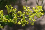 Galium verum. Соцветие (слева - верхушка побега Honckenya peploides). Ленинградская обл., Выборгский р-н, побережье Финского залива, песчаный пляж у границы с сосновым лесом. 03.07.2021.