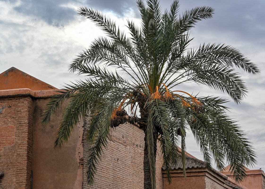 Изображение особи Phoenix dactylifera.