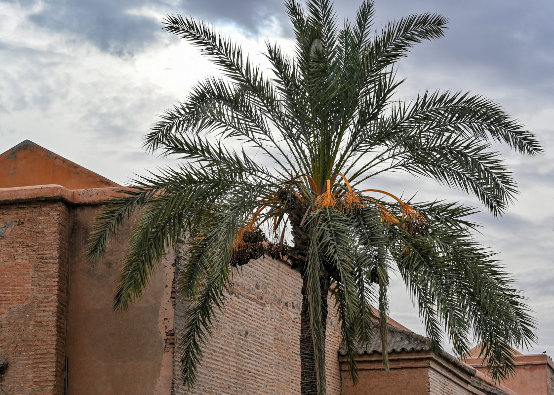 Image of Phoenix dactylifera specimen.