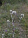 Echinops sphaerocephalus