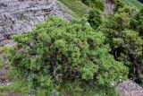 Juniperus oblonga. Вегетирующее растение. Чечня, Веденский р-н, ущелье р. Хулхулау, край скалистого обрыва. 25.07.2022.