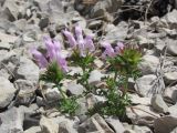 Lamium glaberrimum. Цветущие растения. Горный Крым, южный склон Ялтинской яйлы. 9 июня 2012 г.