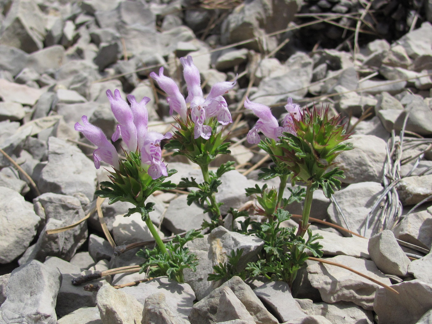 Image of Lamium glaberrimum specimen.