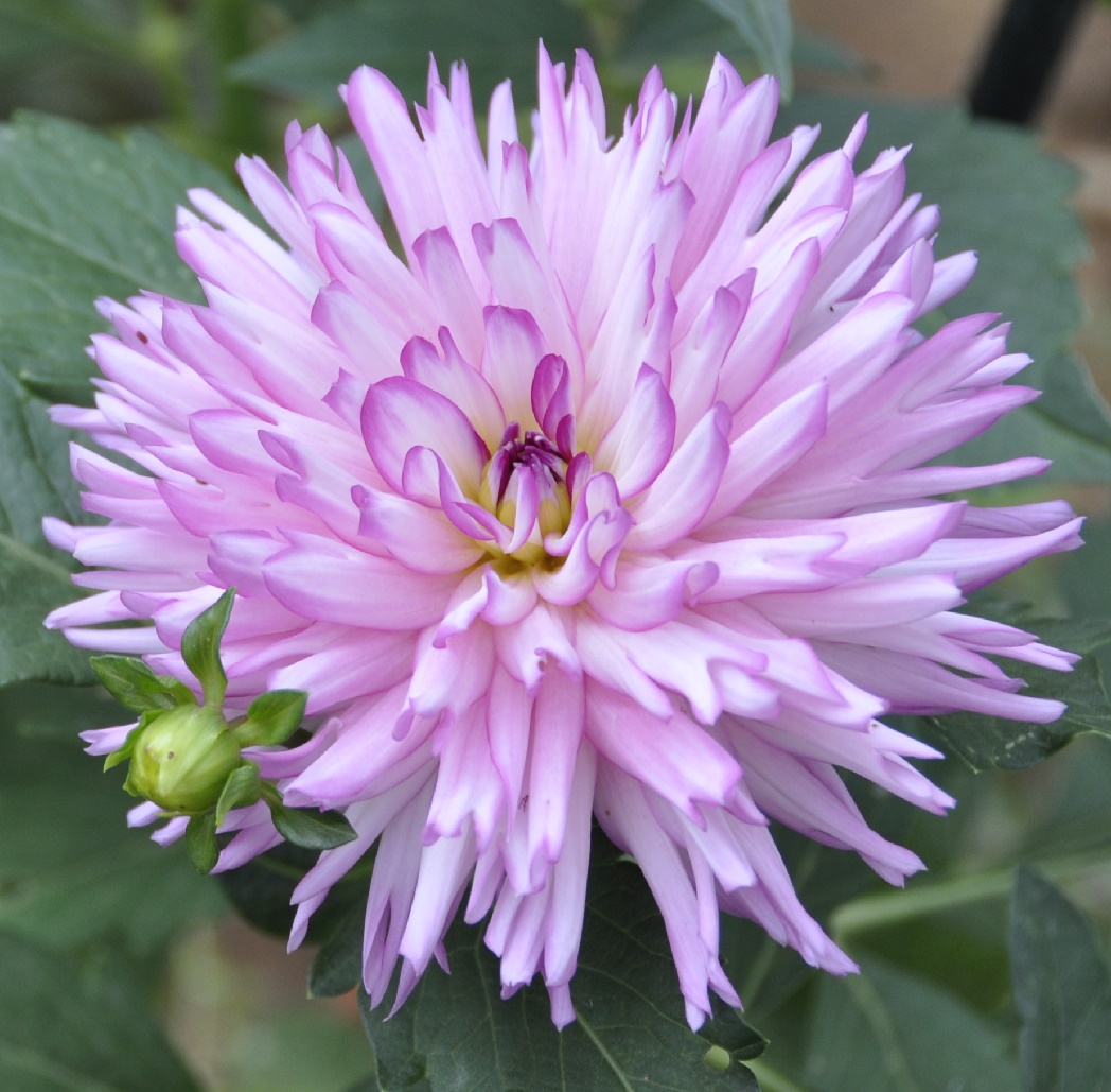 Image of Dahlia × cultorum specimen.