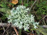 Pseudevernia furfuracea. Таллом на опавшей ветви осины обыкновенной (Populus tremula). Беларусь, Гродненская обл., Новогрудский р-н, Новогрудская объездная дорога, ельник зелёномошный. 04.09.2021.