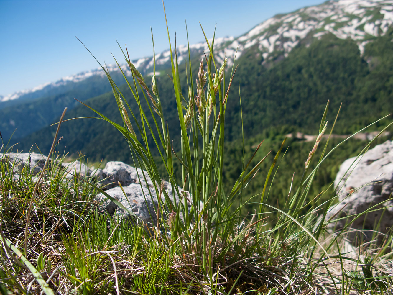 Image of genus Poa specimen.