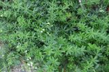 род Galium