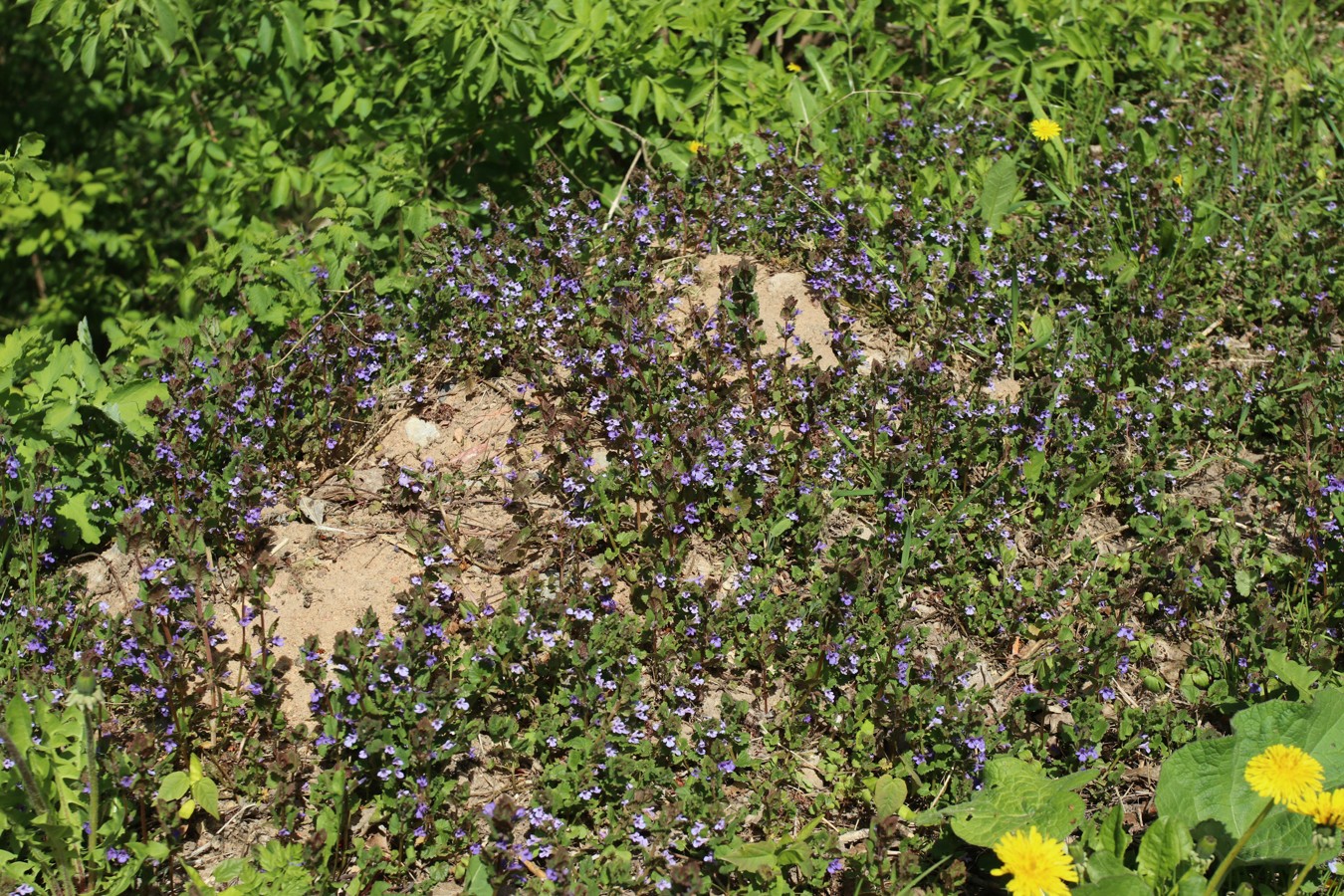 Image of Glechoma hederacea specimen.