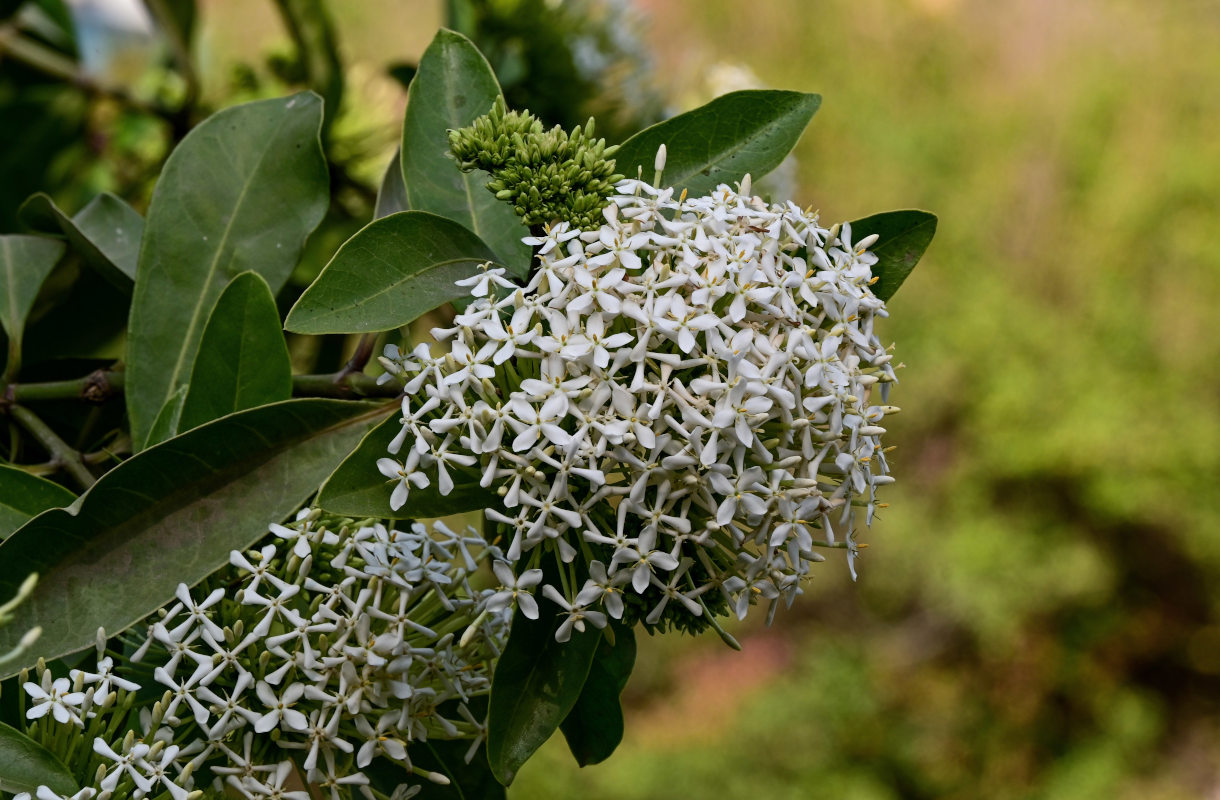Image of Ixora finlaysoniana specimen.