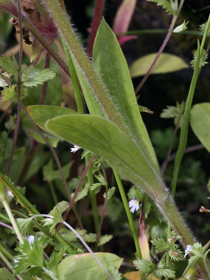 Image of Melandrium dioicum specimen.