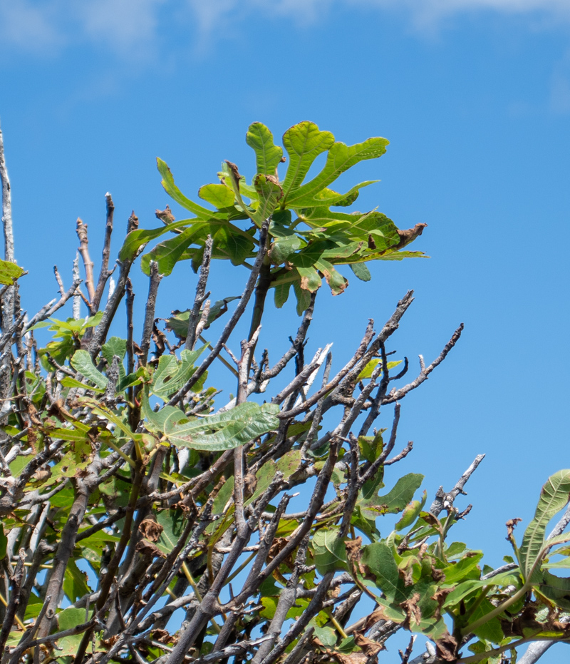 Изображение особи Ficus carica.