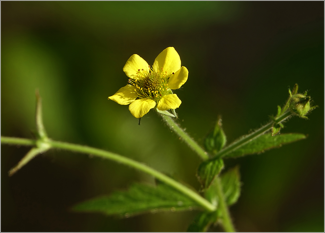 Image of Geum urbanum specimen.