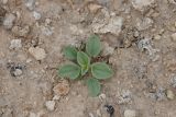 Cleome fimbriata