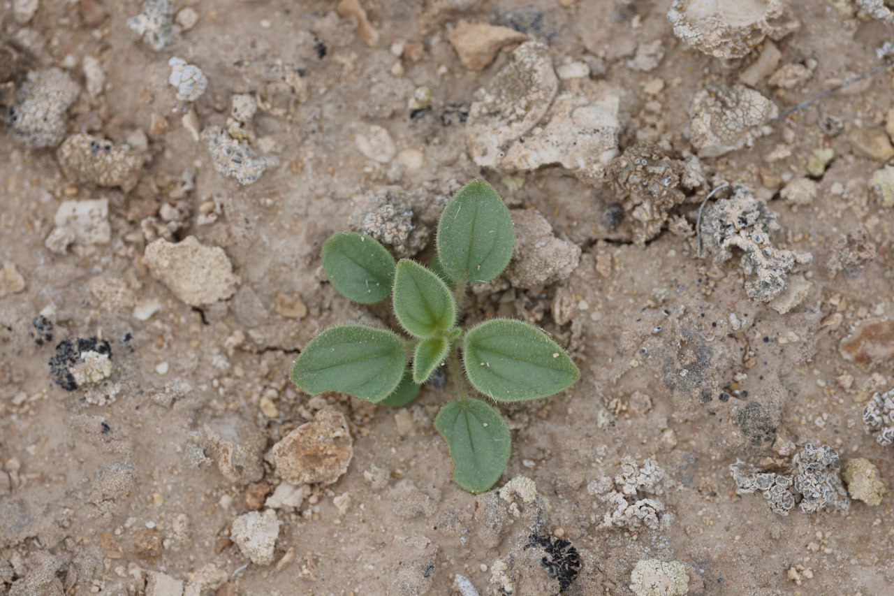 Image of Cleome fimbriata specimen.
