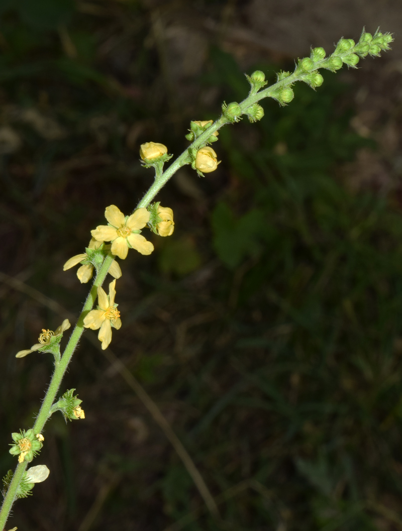 Image of Agrimonia asiatica specimen.