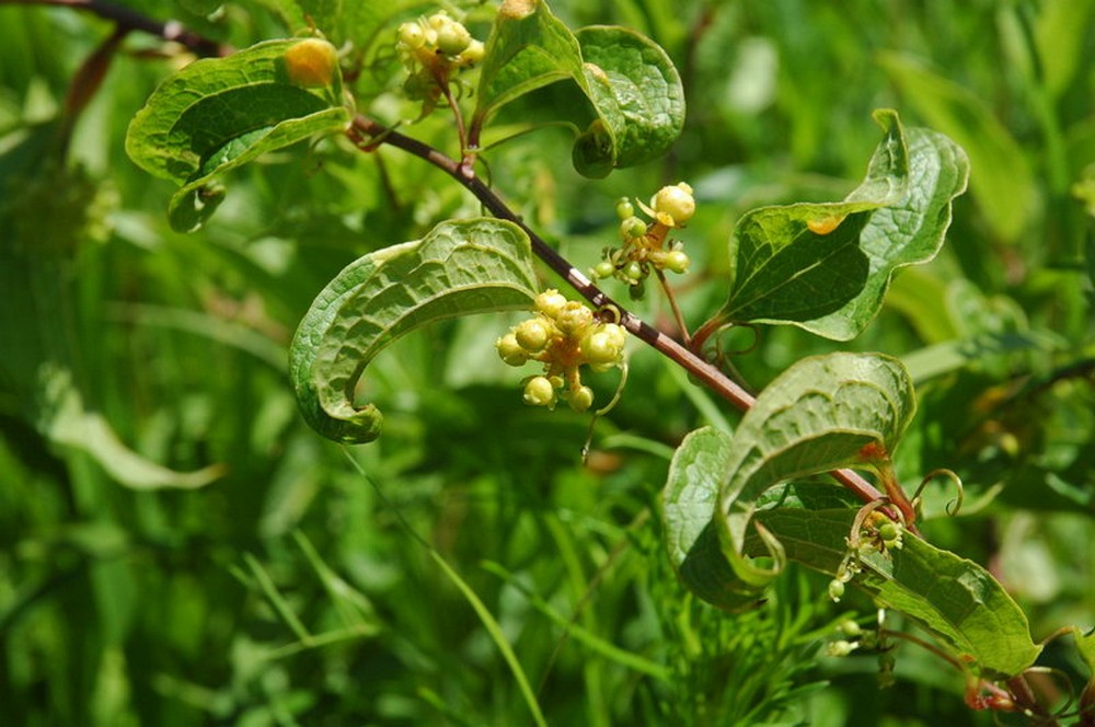 Image of Smilax maximowiczii specimen.