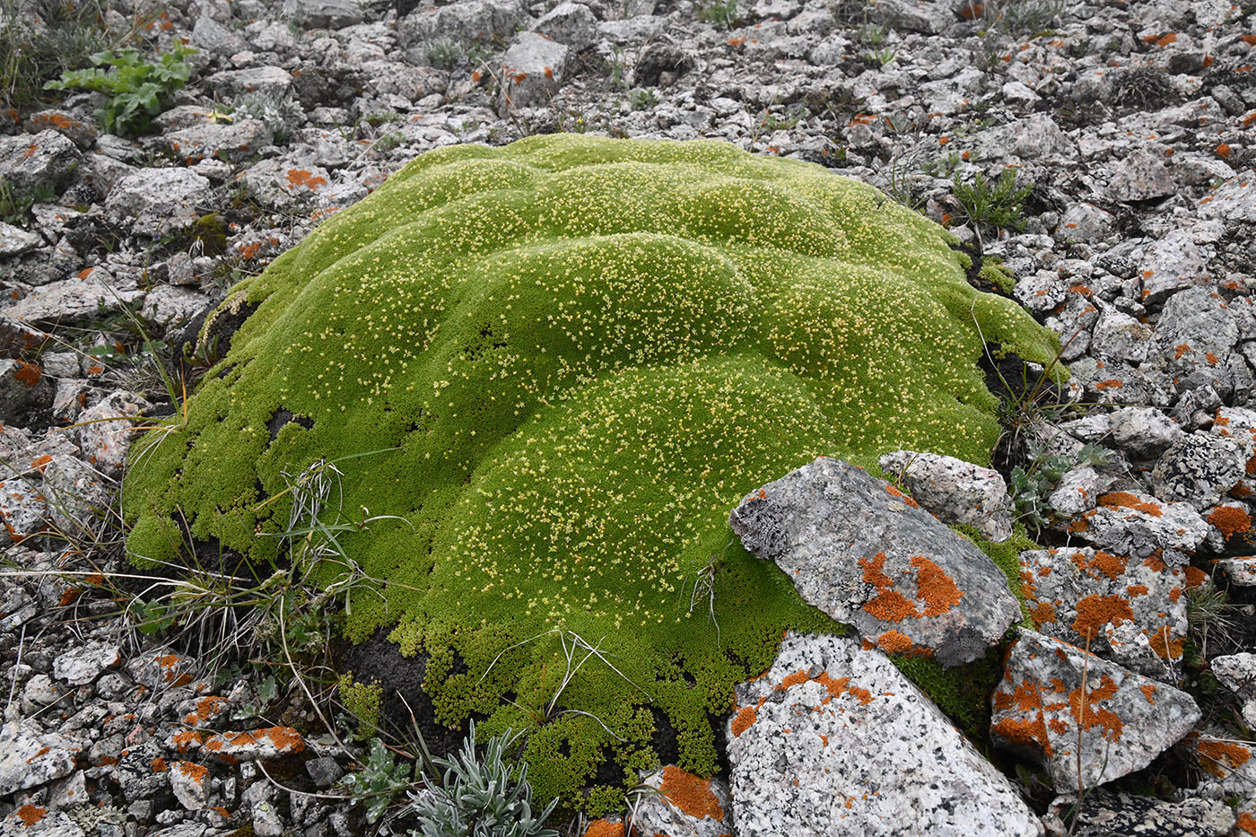 Image of Thylacospermum caespitosum specimen.