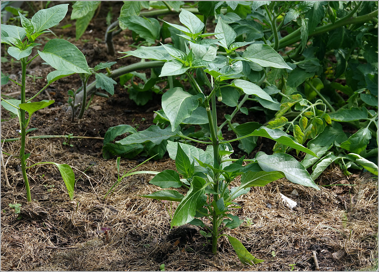 Изображение особи Capsicum annuum.