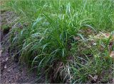 Festuca gigantea