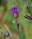 Centaurea scabiosa. Соцветие. Оренбургская обл., Медногорский гор. округ, Блявинский карьер, луговой склон. 04.07.2023.