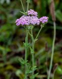 Achillea millefolium. Верхушка побега с соцветиями. Киргизия, Джалал-Абадская обл., Западный Тянь-Шань, северный берег оз. Сары-Челек, ≈ 1900 м н.у.м., луг. 13.07.2022.