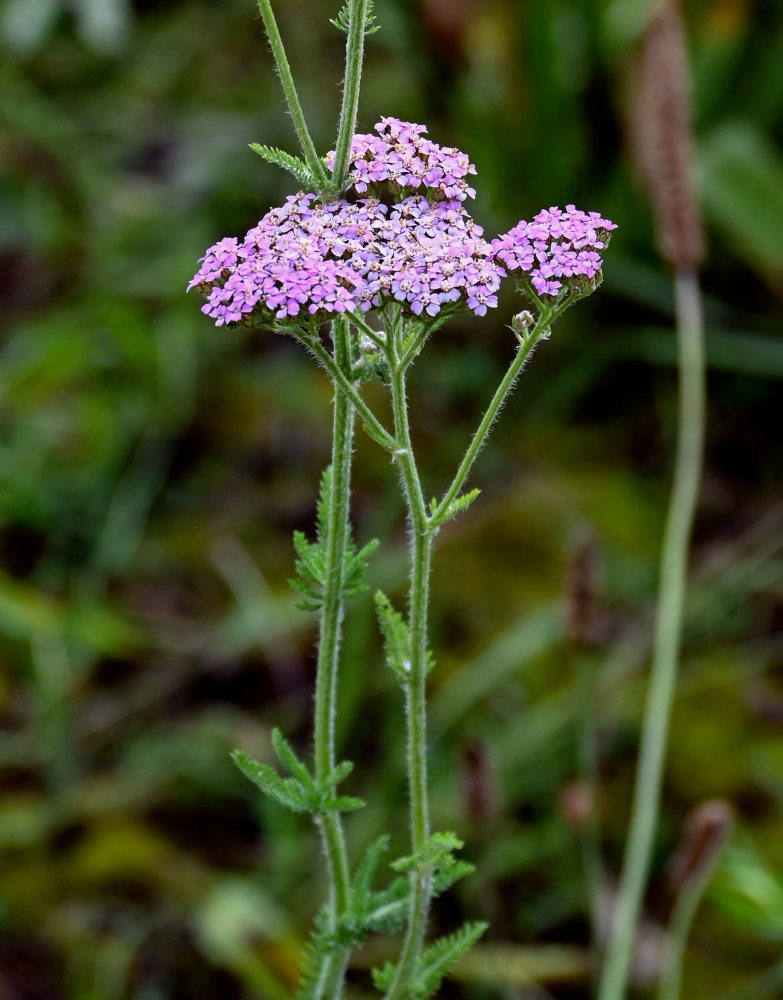 Изображение особи Achillea millefolium.