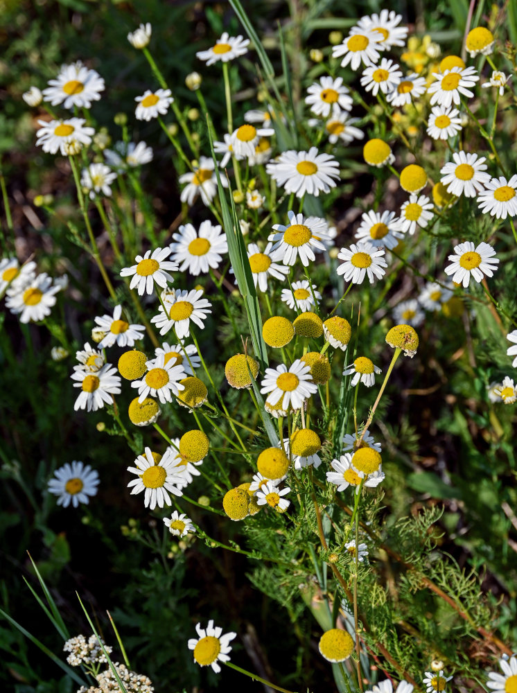 Изображение особи Tripleurospermum inodorum.