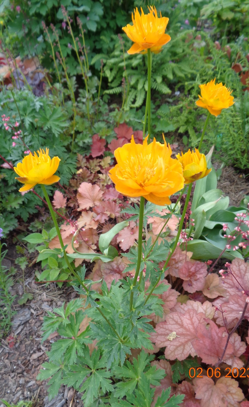 Изображение особи Trollius chinensis.