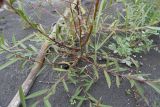 genus Salix. Нижняя часть куста. Чечня, Шаройский р-н, левый берег р. Шароаргун в 2 км выше устья р. Кенхи, сухая протока. 11 августа 2023 г.