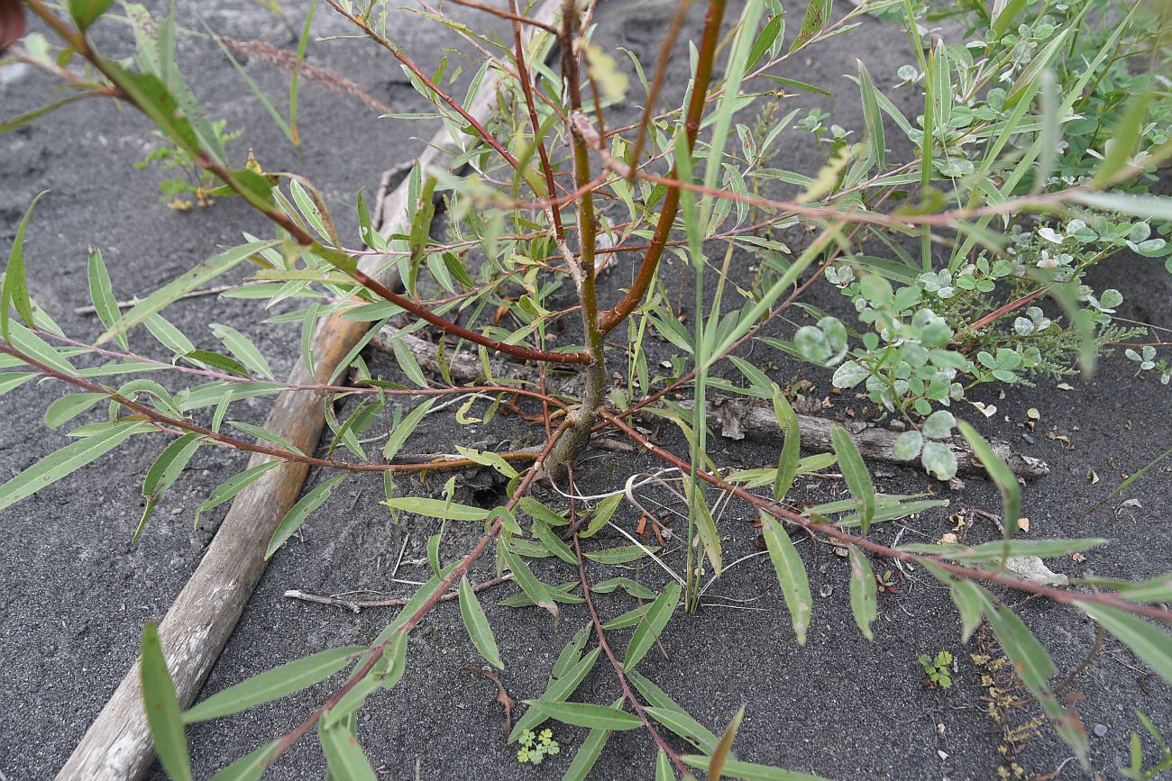 Image of genus Salix specimen.