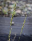 genus Festuca. Соплодие. Пермский край, Кунгурский муниципальный округ, с. Моховое, станция Иренский, между железнодорожными путями. 04.06.2023.