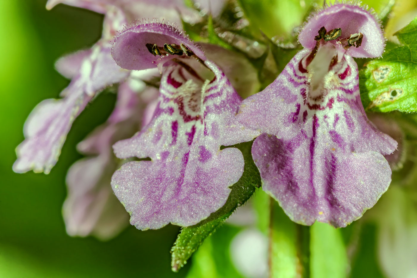 Изображение особи Stachys palustris.