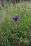 Campanula glomerata