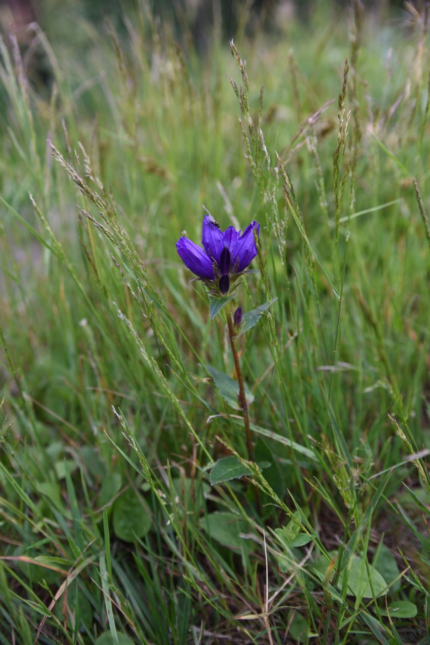 Изображение особи Campanula glomerata.