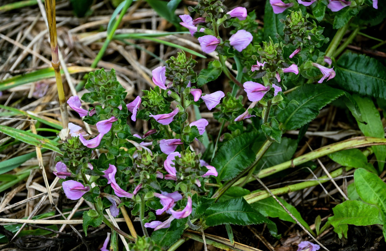 Изображение особи Pedicularis resupinata.