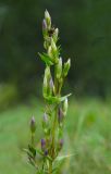 Gentianella amarella