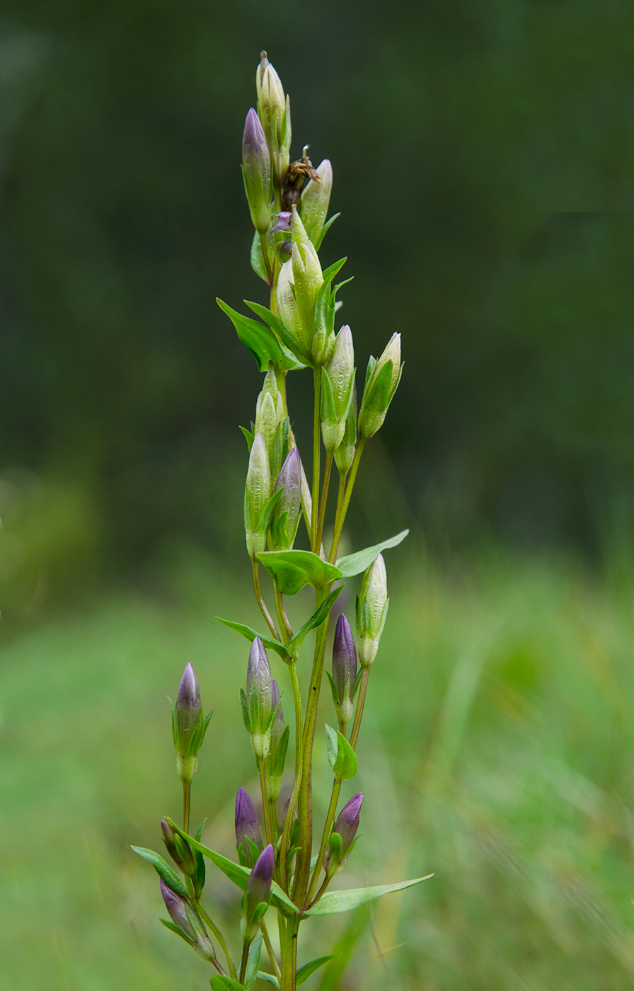 Изображение особи Gentianella amarella.