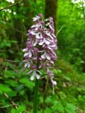 Orchis purpurea подвид caucasica. Соцветие. Краснодарский край, г/о Сочи, Адлерский р-н, окр. с. Красная Воля, дорога к каньону Белые скалы, широколиственный лес. 25.04.2024.