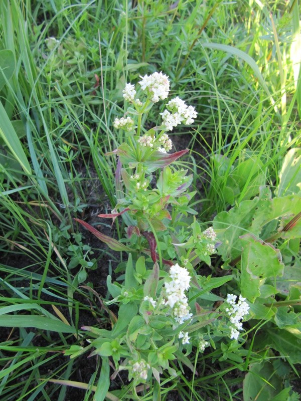 Изображение особи Galium physocarpum.