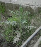 genus Cirsium