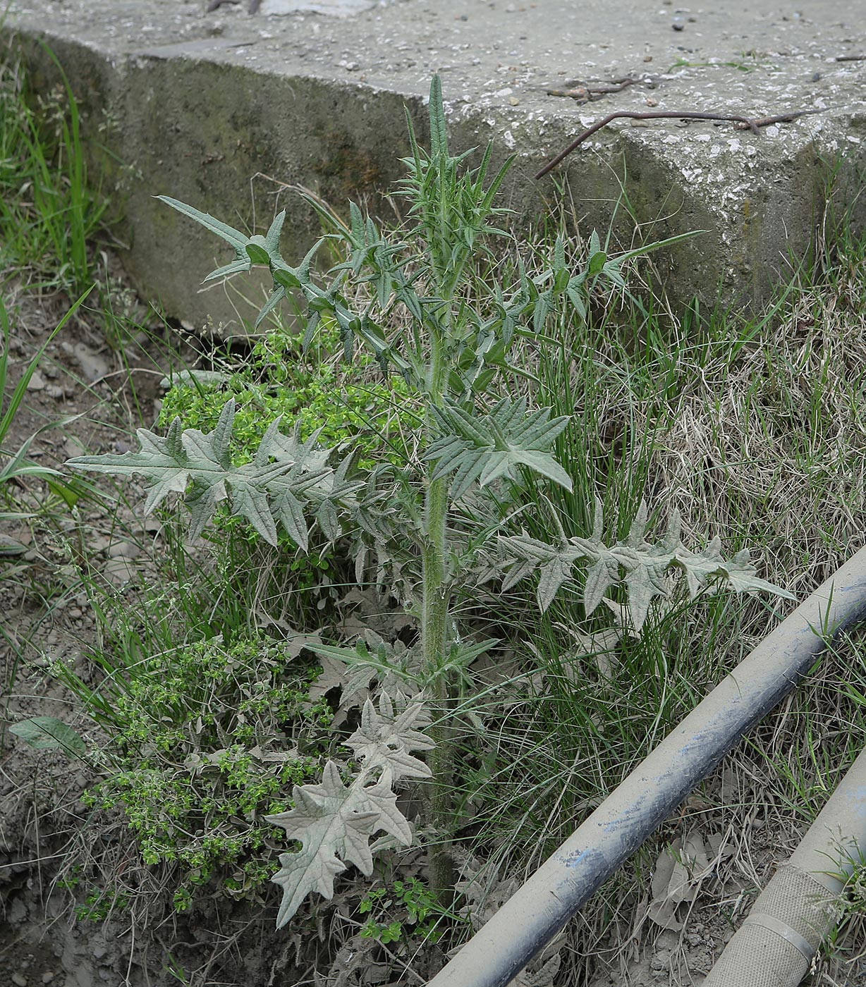 Image of genus Cirsium specimen.