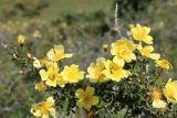 Rosa kokanica