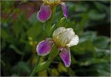 Iris × hybrida. Часть соцветия. Московская обл., Раменский р-н, окр. дер. Хрипань, садовый участок. 11.06.2024.
