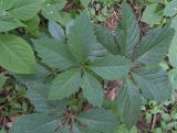 Parthenocissus quinquefolia