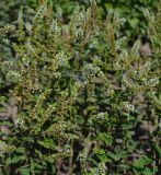 Mentha &times; rotundifolia