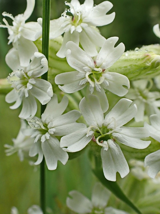 Image of Silene amoena specimen.