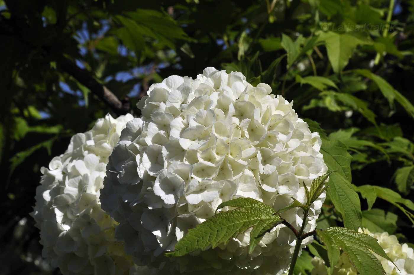 Image of Viburnum opulus f. roseum specimen.