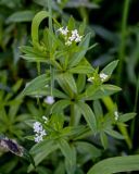 Galium rivale