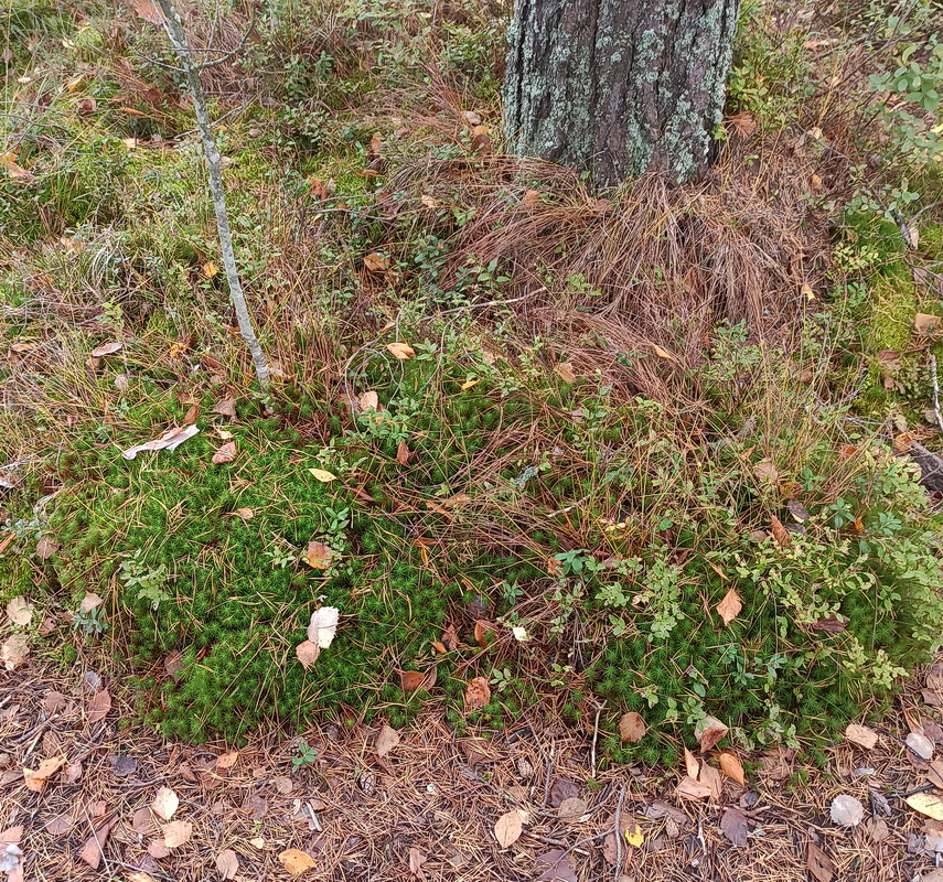 Image of Polytrichum commune specimen.